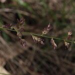 Eragrostis elongata ശീലം