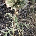 Echinops strigosus Flower