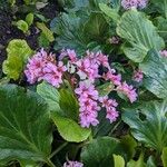 Bergenia crassifoliaKvět