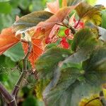 Begonia coccinea Листок