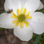 Ranunculus kuepferi Flower