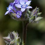 Gilia achilleifolia Blomma