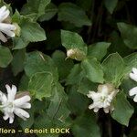 Silene cordifolia Other