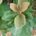 Miconia xalapensis Blad