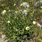 Hieracium berardianum Fleur