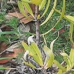 Protea caffra Leaf