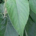 Acalypha plicata Blatt