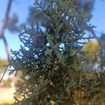 Hesperocyparis arizonica Frunză
