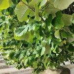 Tilia tomentosa 葉