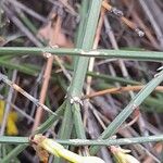 Jasminum nudiflorum چھال