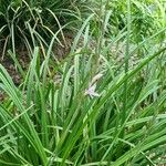 Watsonia borbonica 整株植物