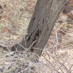 Vachellia hebeclada Кора
