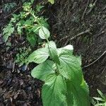 Scrophularia alpestris Leaf