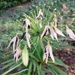 Agapanthus africanus Frukt