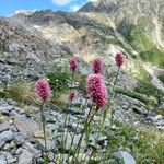 Bistorta officinalis Flower