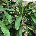 Dracaena fragrans List