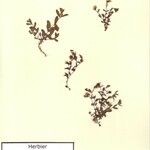 Hypericum humifusum Sonstige