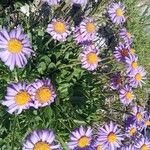 Aster alpinusBlomst