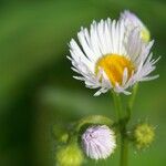 Erigeron annuus പുഷ്പം