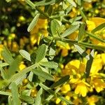 Genista lydia Hostoa