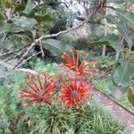 Stenocarpus sinuatus Flower