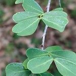 Haematoxylum campechianum Leaf