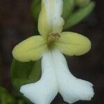 Oxera oreophila Flor