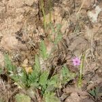 Erodium neuradifolium Характер