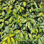 Elaeagnus commutata पत्ता