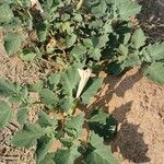 Datura ferox Агульны выгляд