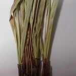 Carex esenbeckii 其他