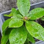 Rhodocactus grandifolius Leaf