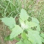 Chenopodium ficifolium 葉