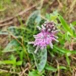 Ledebouria revoluta Хабит