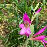 Gladiolus italicus Цвят