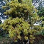 Dracaena reflexa Habit