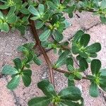 Portulaca oleracea ഇല