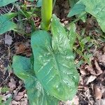 Arum maculatumList