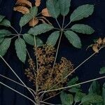 Schefflera morototoni Folla