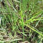 Carex vulpinoidea Hoja