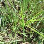 Carex vulpinoidea Leaf