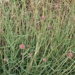 Centranthus angustifolius Habitus