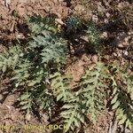 Cynara algarbiensis Habit