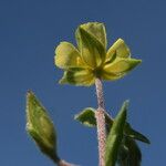 Helianthemum salicifolium Flower