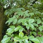 Acer cissifolium Folha