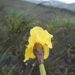 Xyris neocaledonica Çiçek