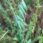 Astragalus hamosus Blatt