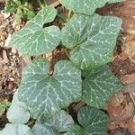 Cucurbita moschata Levél