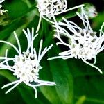 Chromolaena odorata Kvet