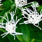 Chromolaena odorata Flor